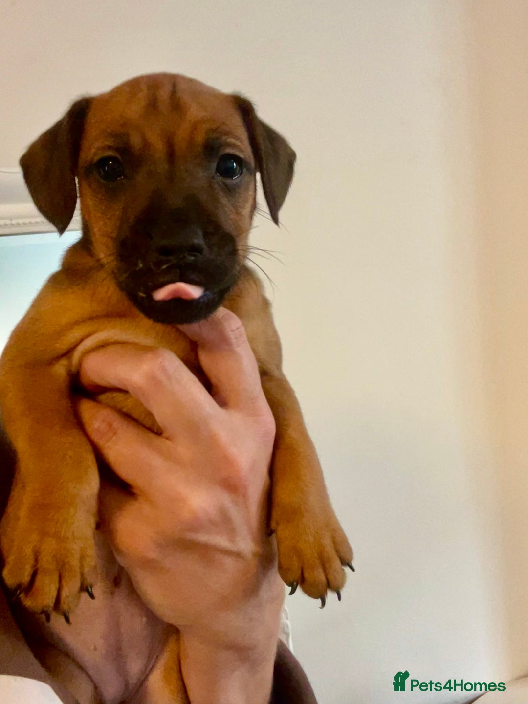 Patterdale Terrier dogs for sale: Patterdale pups  - Image 4