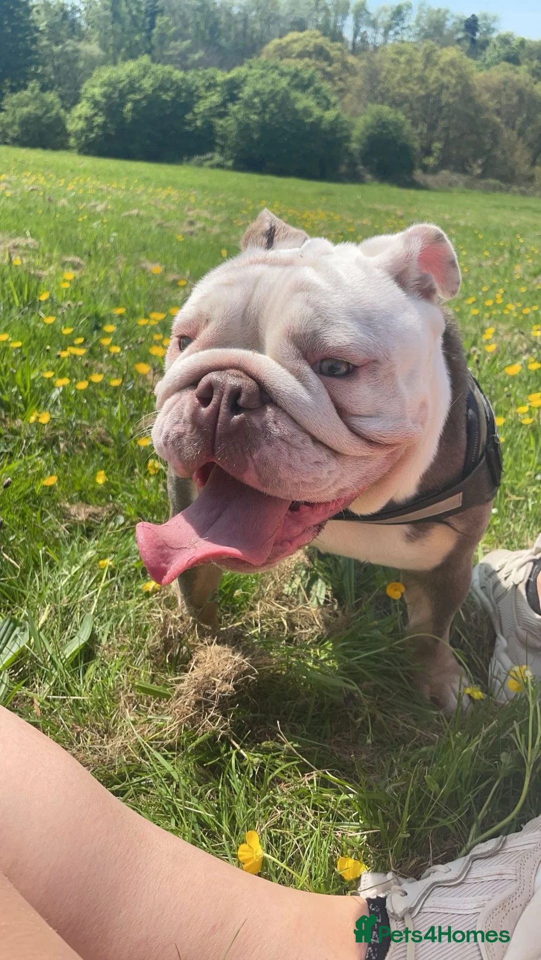 English Bulldog dogs for sale: Lady our birtsh bulldog  - Advert 2