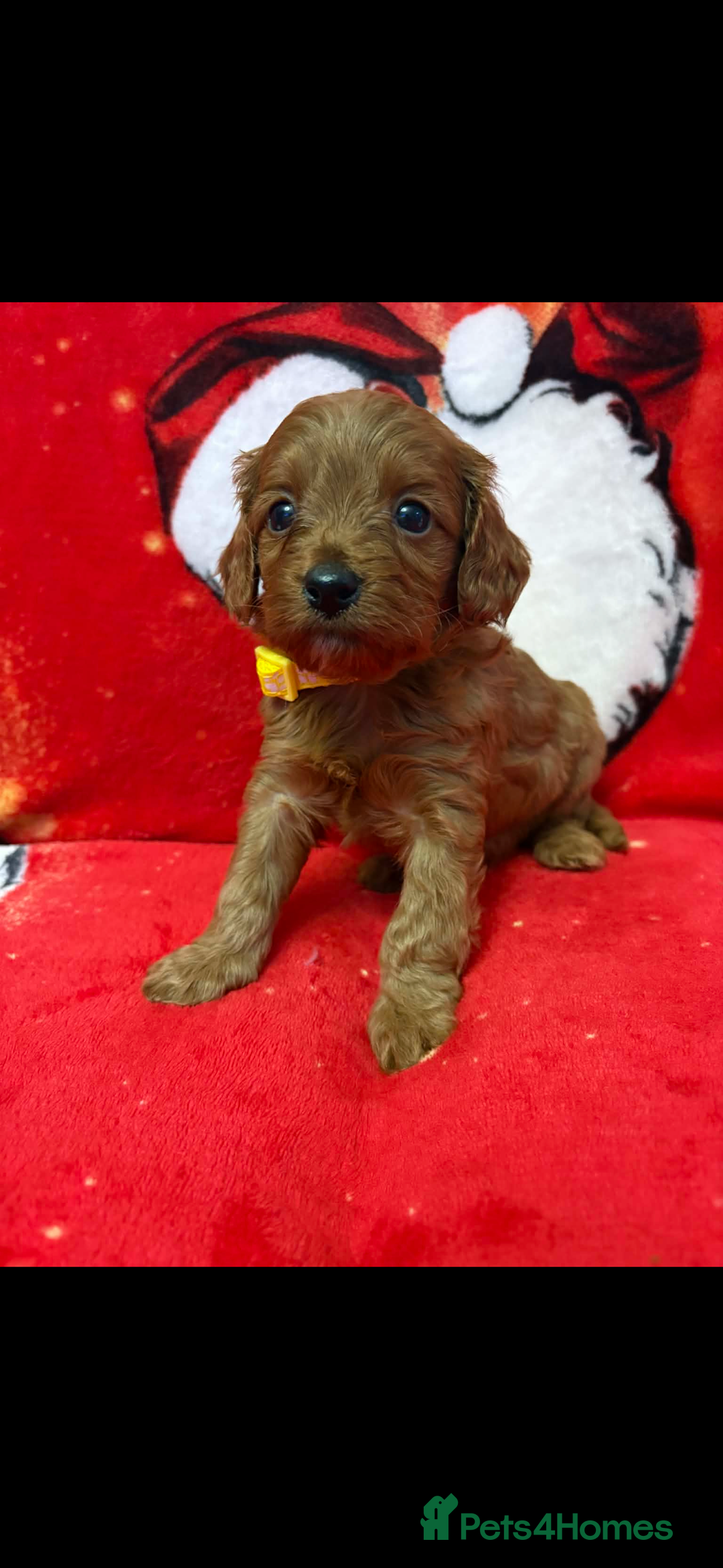 Cavapoo dogs for sale: F1 quality Cavapoos - Advert 9