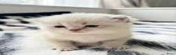 British Shorthair cats for sale: British shorthair  - Advert 3