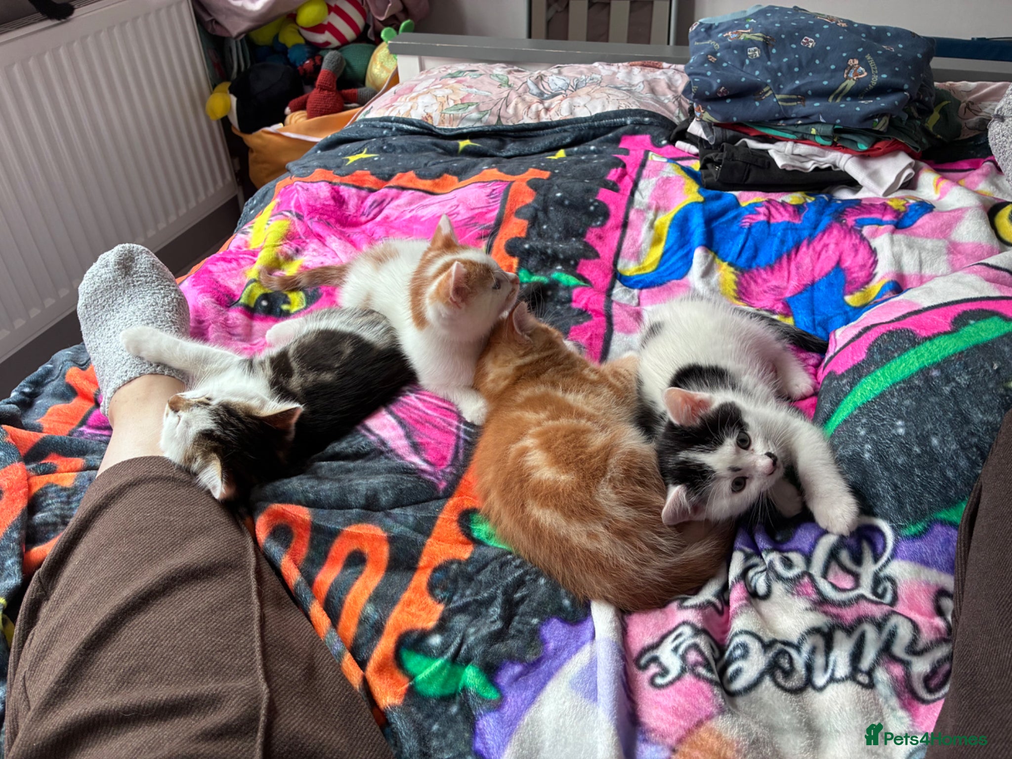 British Shorthair cats 4 Adorable kittens for sale  - Advert 18
