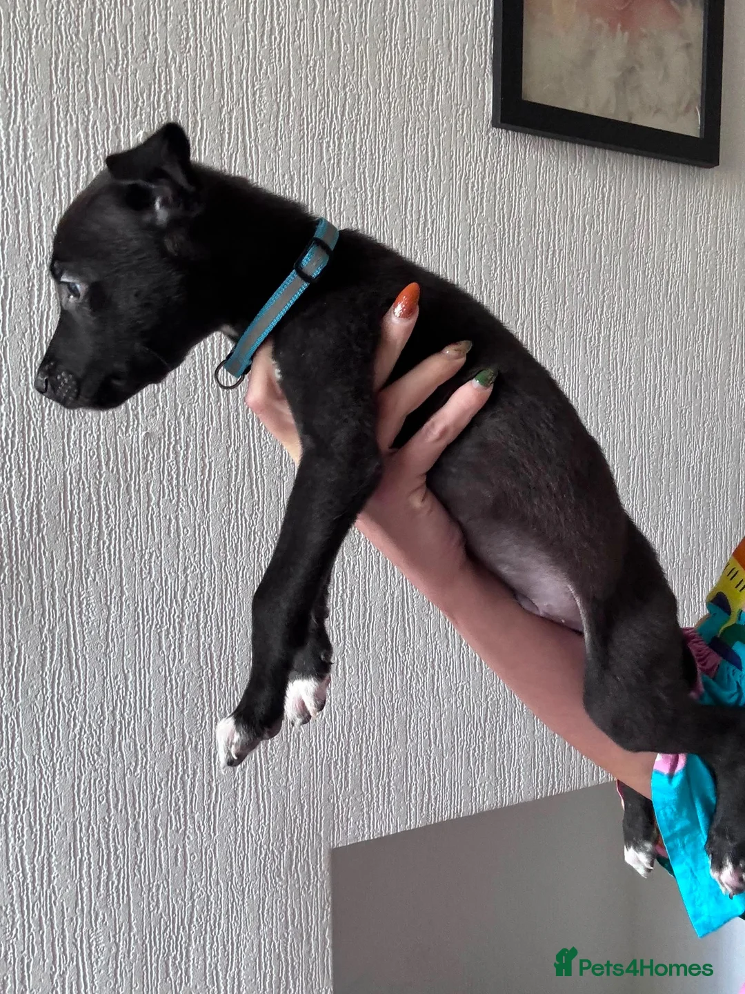 Lurcher dogs for sale: Lurcher puppies M/F  - Advert 15