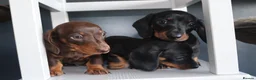 Miniature Dachshund dogs for sale: Beautiful miniature dachshund puppies  - Advert 3