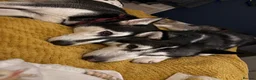 Siberian Husky dogs for sale: Siberian Huskies 12 week old female ready now  - Advert 12