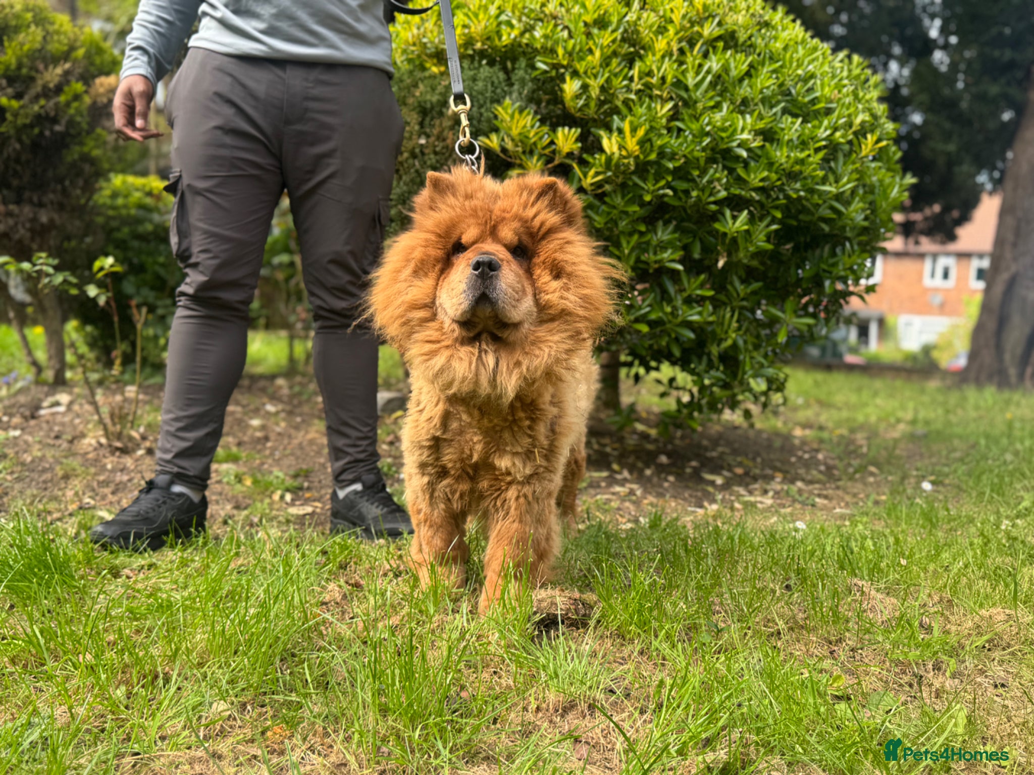 Chow Chow dogs Chow Chow Female  - Advert 2