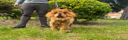 Chow Chow dogs for sale: Chow Chow Female  - Advert 1