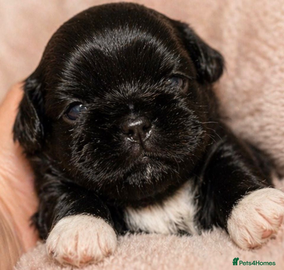 Shih Tzu dogs Kennel Club Health Tested - Advert 2