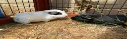Guinea Pig rodents for sale: Baby guinea pigs  - Advert 10