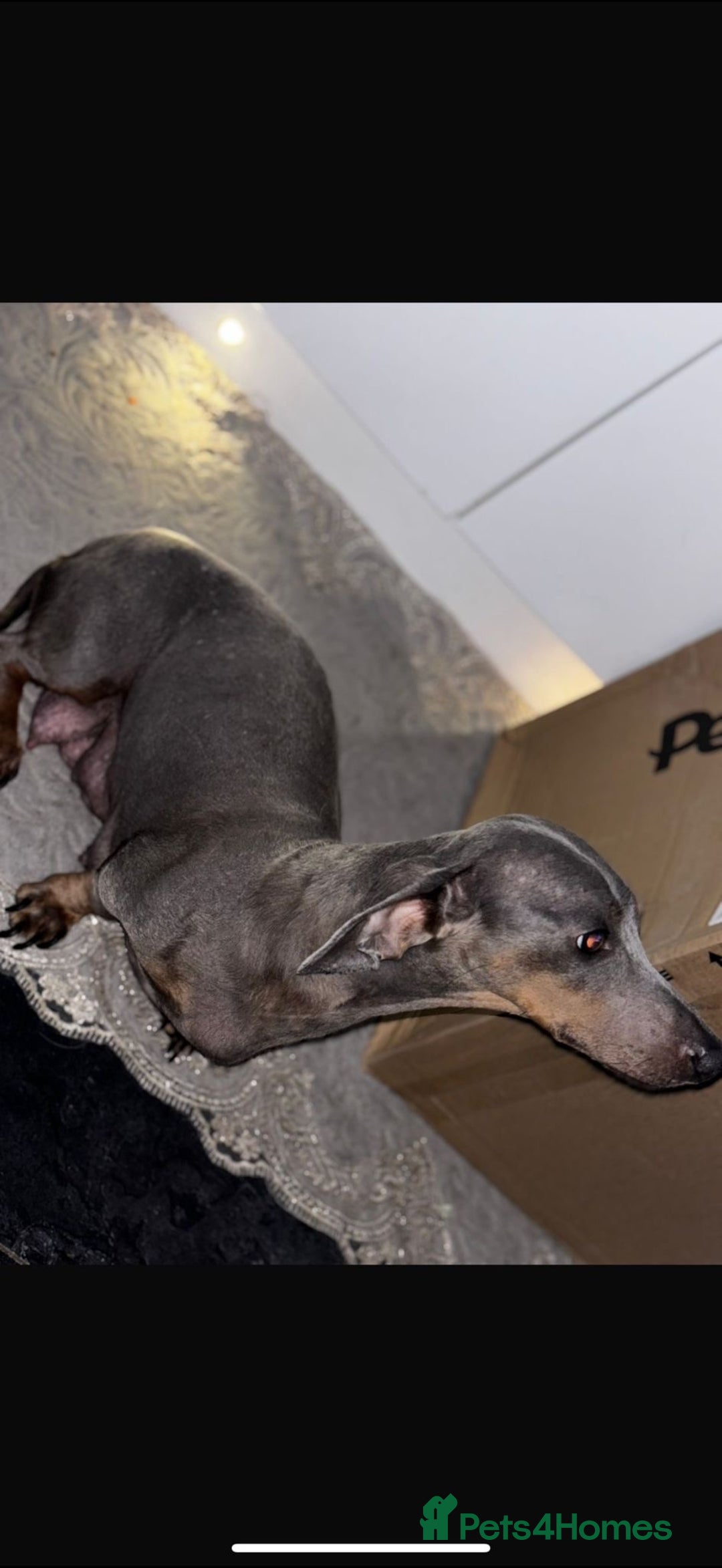 Dachshund dogs for sale: Dachshund puppies  - Advert 22