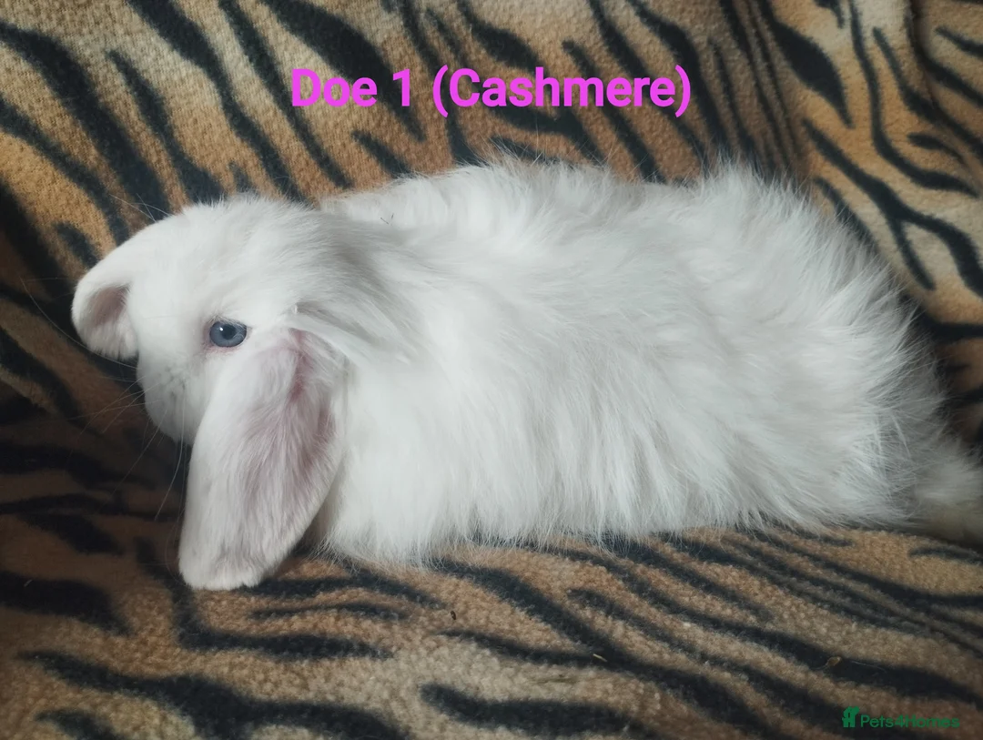 Mini Lop rabbits for sale: Four Beautiful Mini Lops available for deposits 🥰 - Advert 7