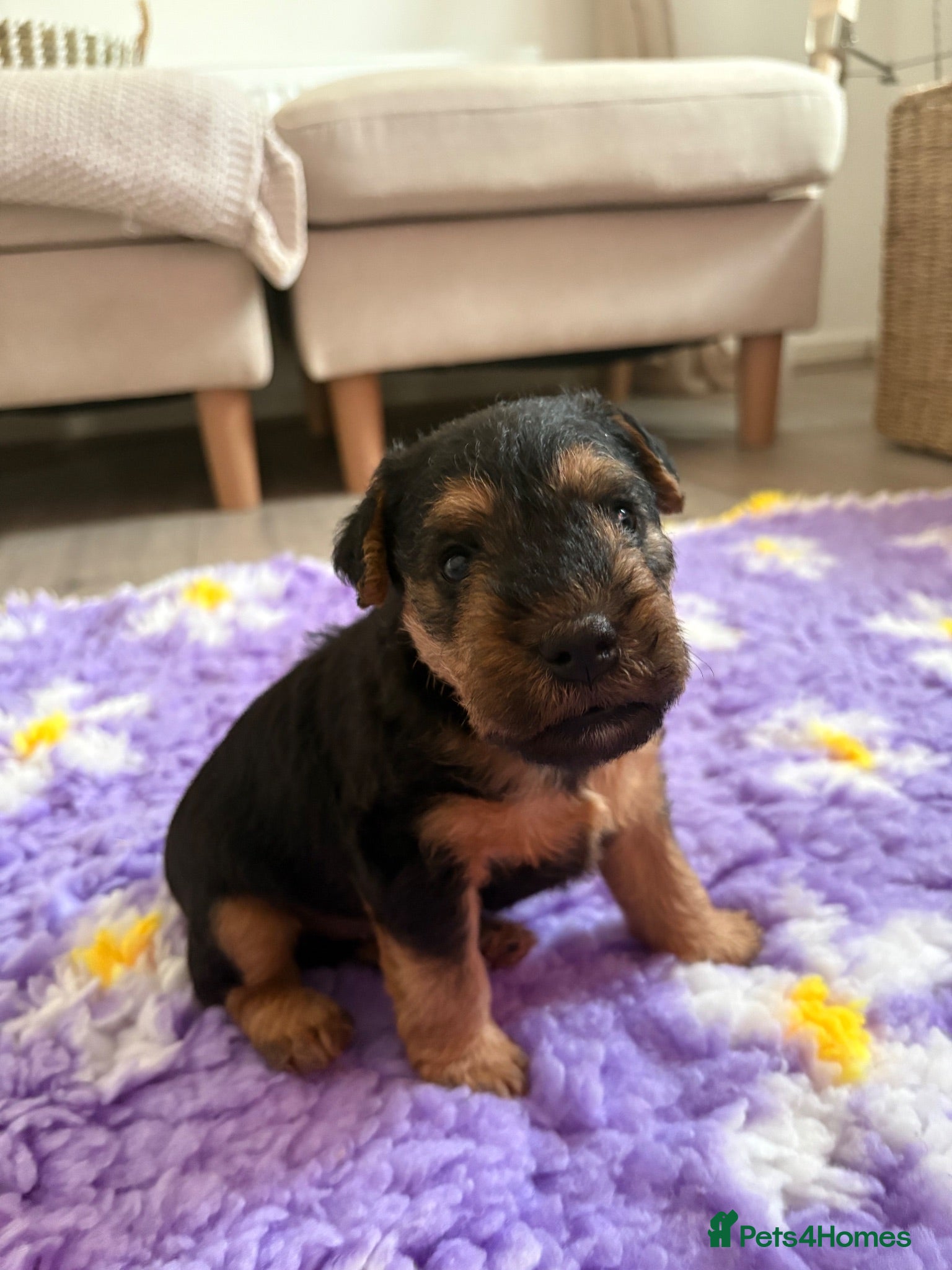 Lakeland Terrier dogs Lakeland dog pup - Advert 3