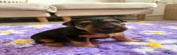 Lakeland Terrier dogs for sale: Lakeland dog pup in Doncaster - Advert 1