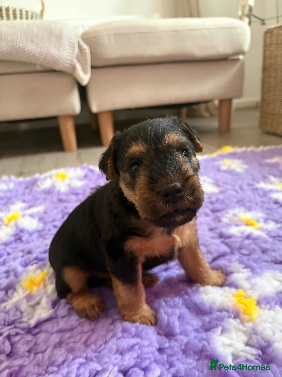 Lakeland Terrier dogs for sale: Lakeland dog pup in Doncaster - Advert 1