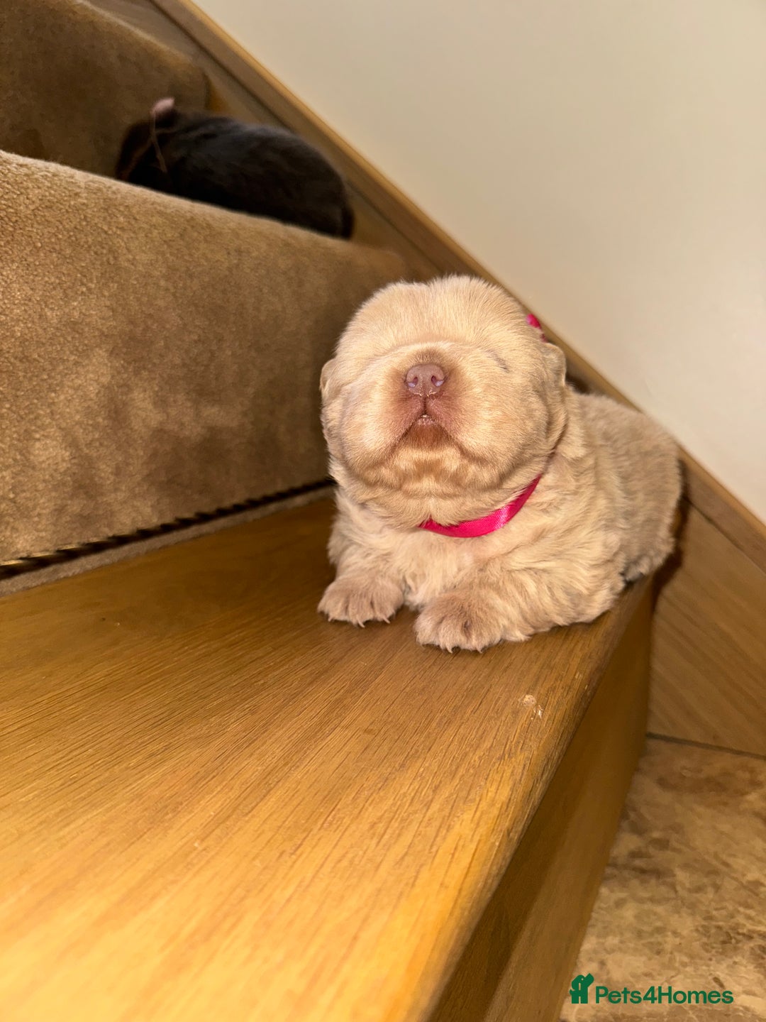 Chow Chow dogs for sale: Stunning kc reg puppies  - Advert 12