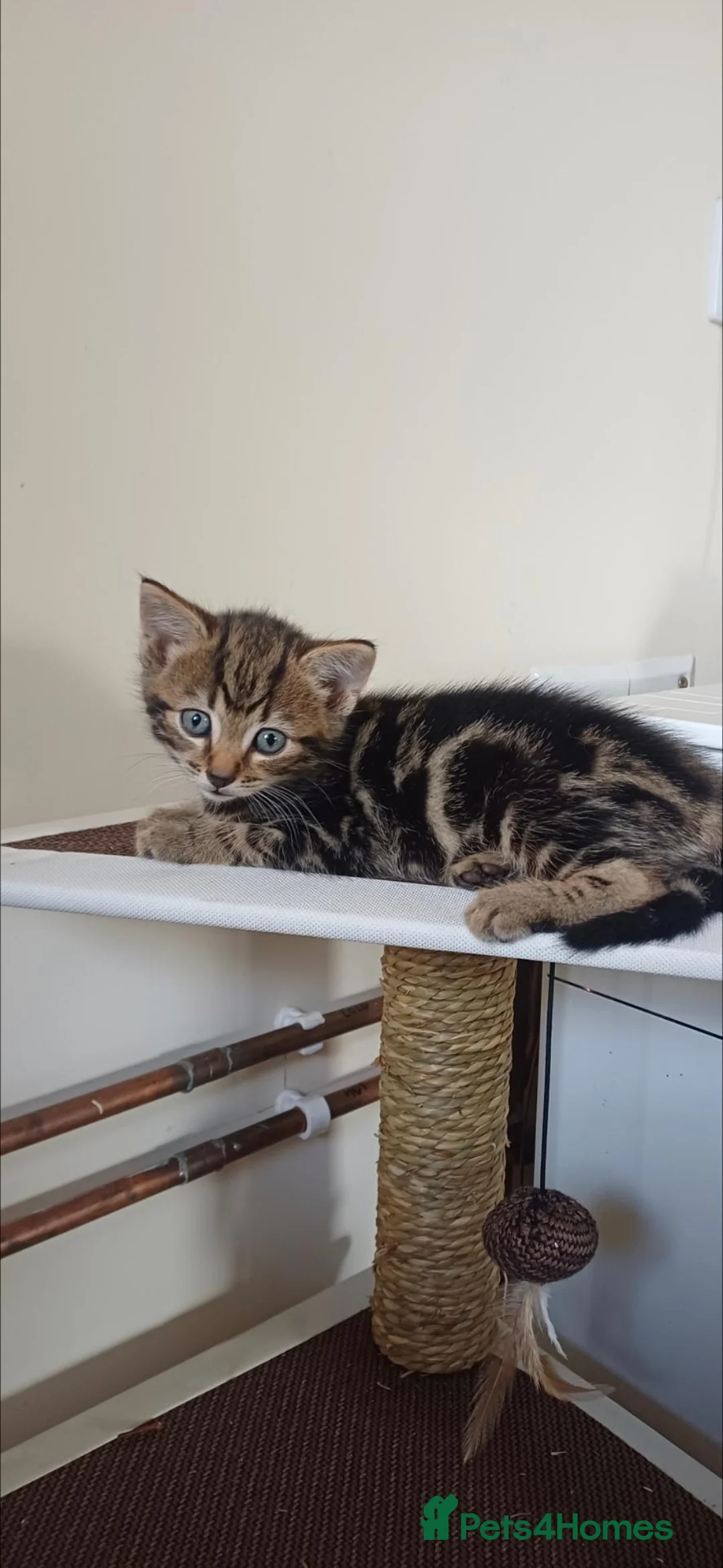 Mixed Breed cats for sale: Stunning very loving kittens  - Advert 4