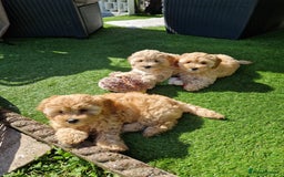 Cavapoo dogs for sale: 5* Beautiful cavapoo puppies 🐶 in Swansea - Image 1