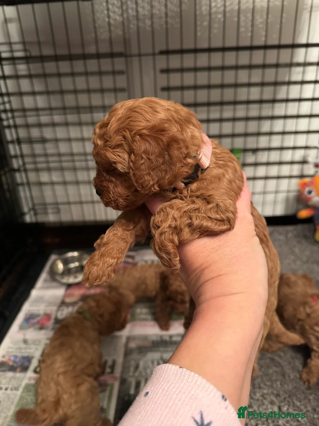Cavapoo dogs for sale: F1 b beautiful Cavapoos  - Advert 5