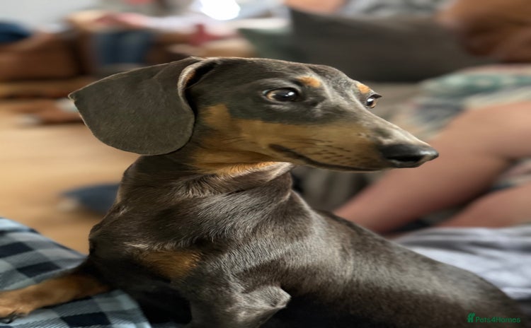 Miniature Dachshund dogs - Advert 6