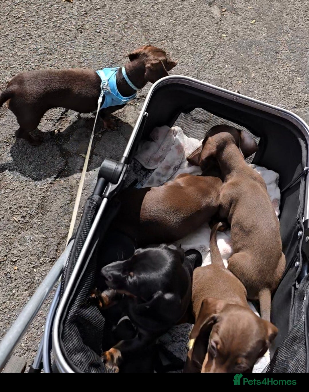 Miniature Dachshund dogs for sale: Minature Dachshund Puppy - Image 2
