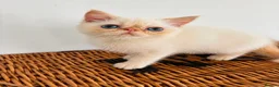 Exotic cats for sale: Stunning exotic kittens high quality m - Advert 2