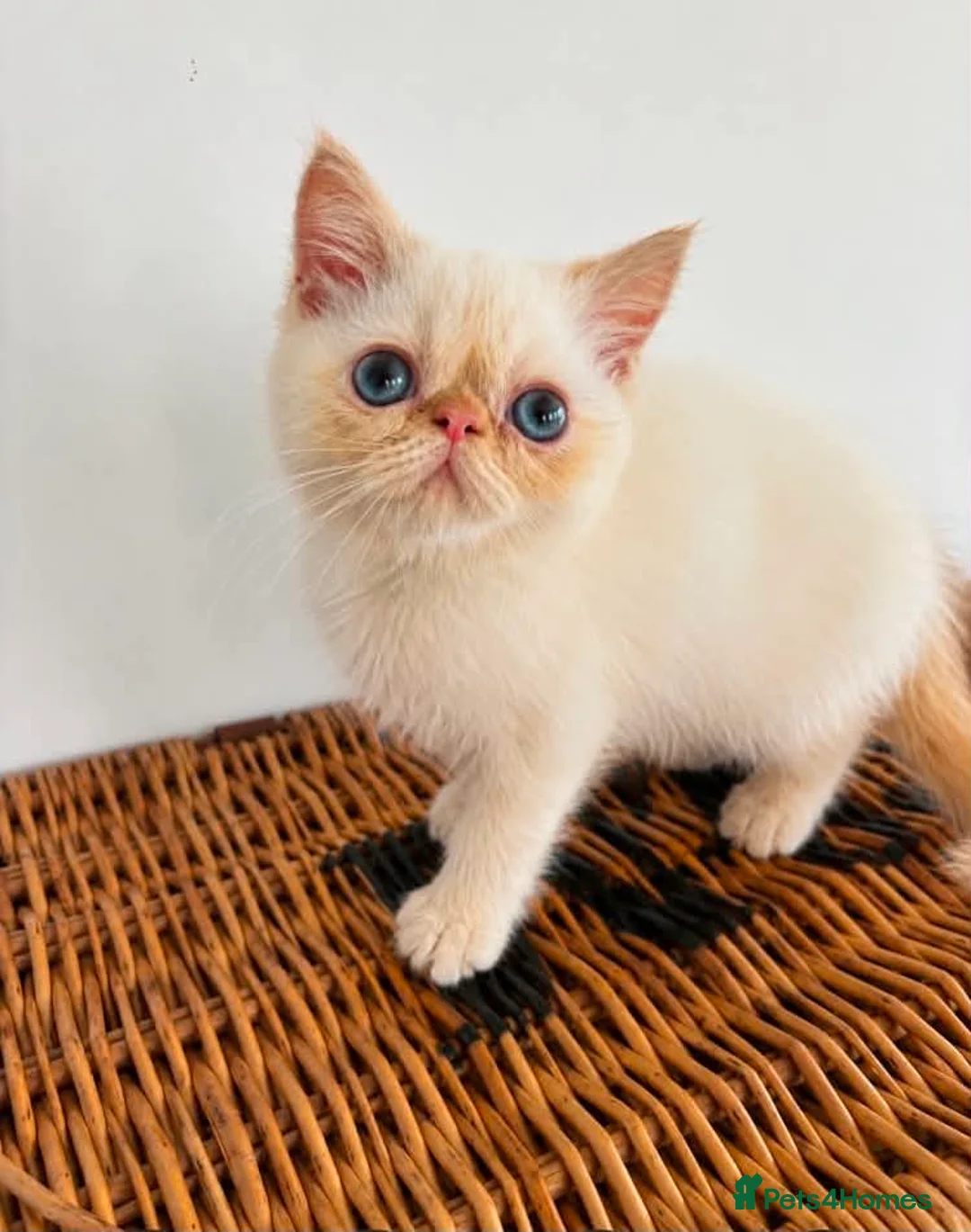 Exotic cats for sale: Stunning exotic kittens high quality m - Advert 2