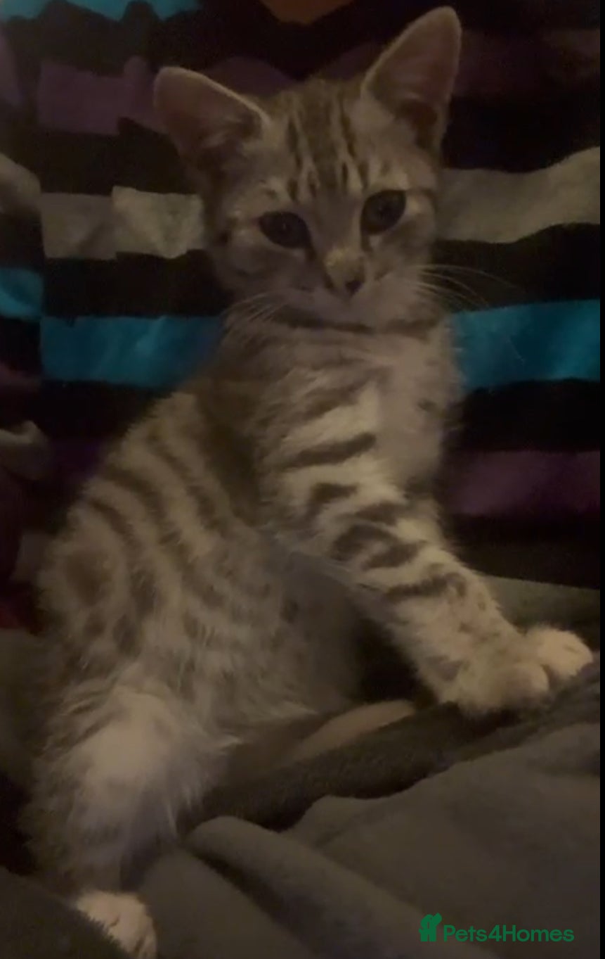 Mixed Breed cats Rescue kitten needs home of his own - Advert 6