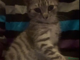 Mixed Breed cats Rescue kitten needs home of his own - Advert 6