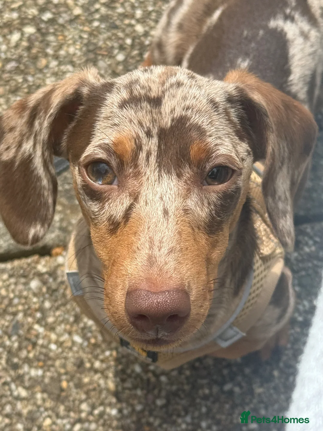 Miniature Dachshund dogs for sale: Meet Rolo, sweet little 6 month-old Dachshund - Advert 2