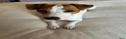 Jack Russell dogs for stud: **stunning** pure Jack Russell terrier  - Advert 2