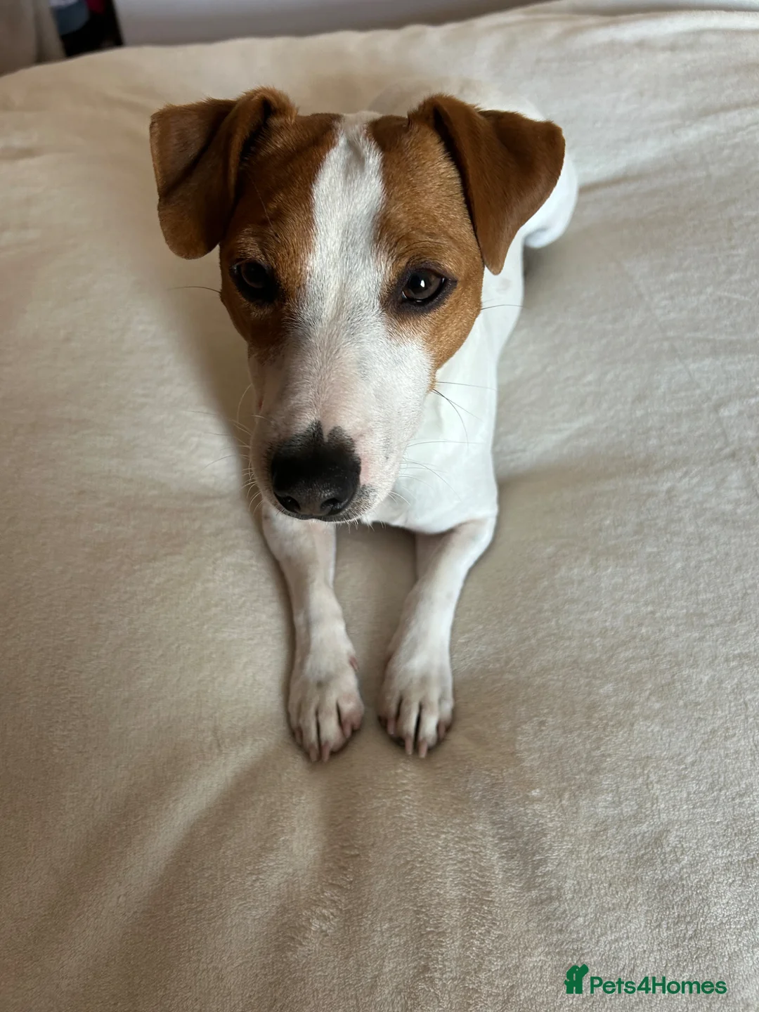 Jack Russell dogs for stud: **stunning** pure Jack Russell terrier  - Advert 2