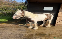 Irish Cob horses for sale: 2 year old filly cob - Image 1