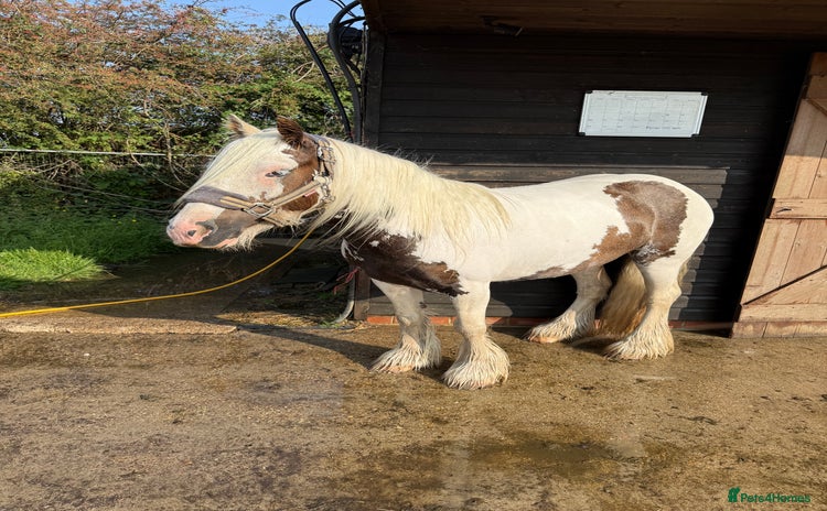 Irish Cob horses - Advert 10