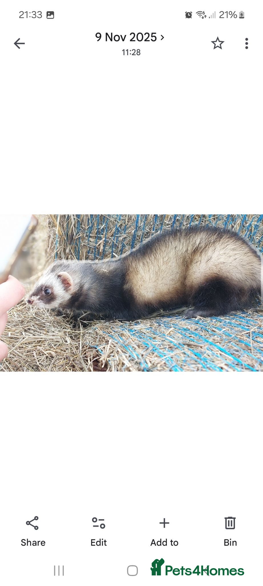 Ferret rodents EU Polecat cross ferret kits - Advert 2