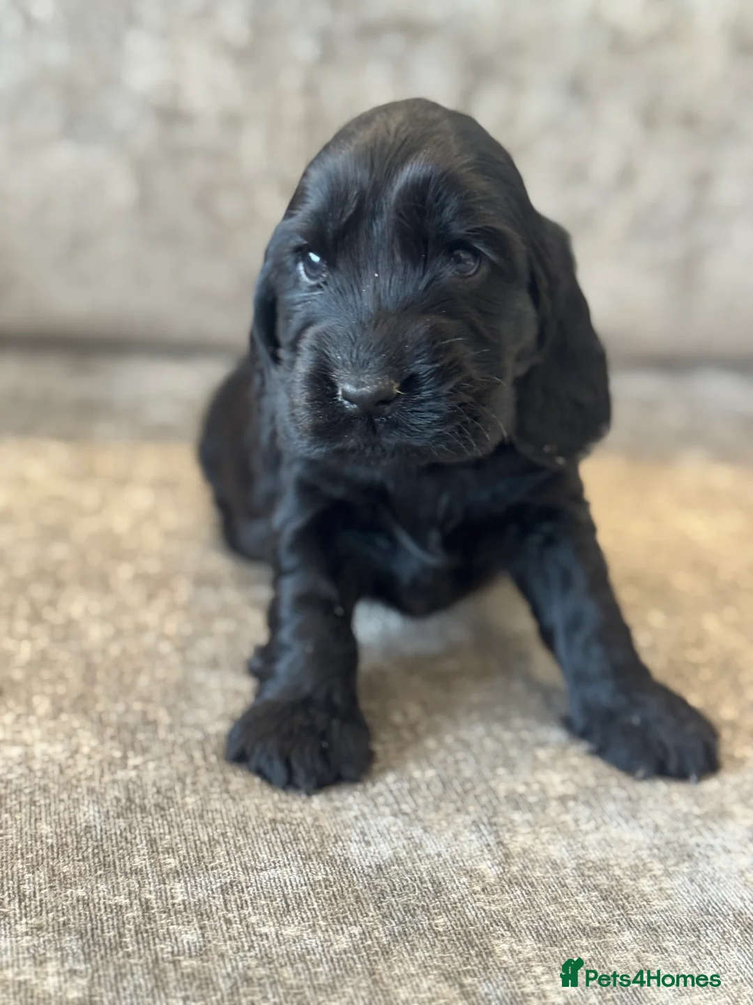 Cocker Spaniel dogs for sale: 100% SHOWTYPE KC REG FROM HEALTH TESTED PARENTS  - Advert 11