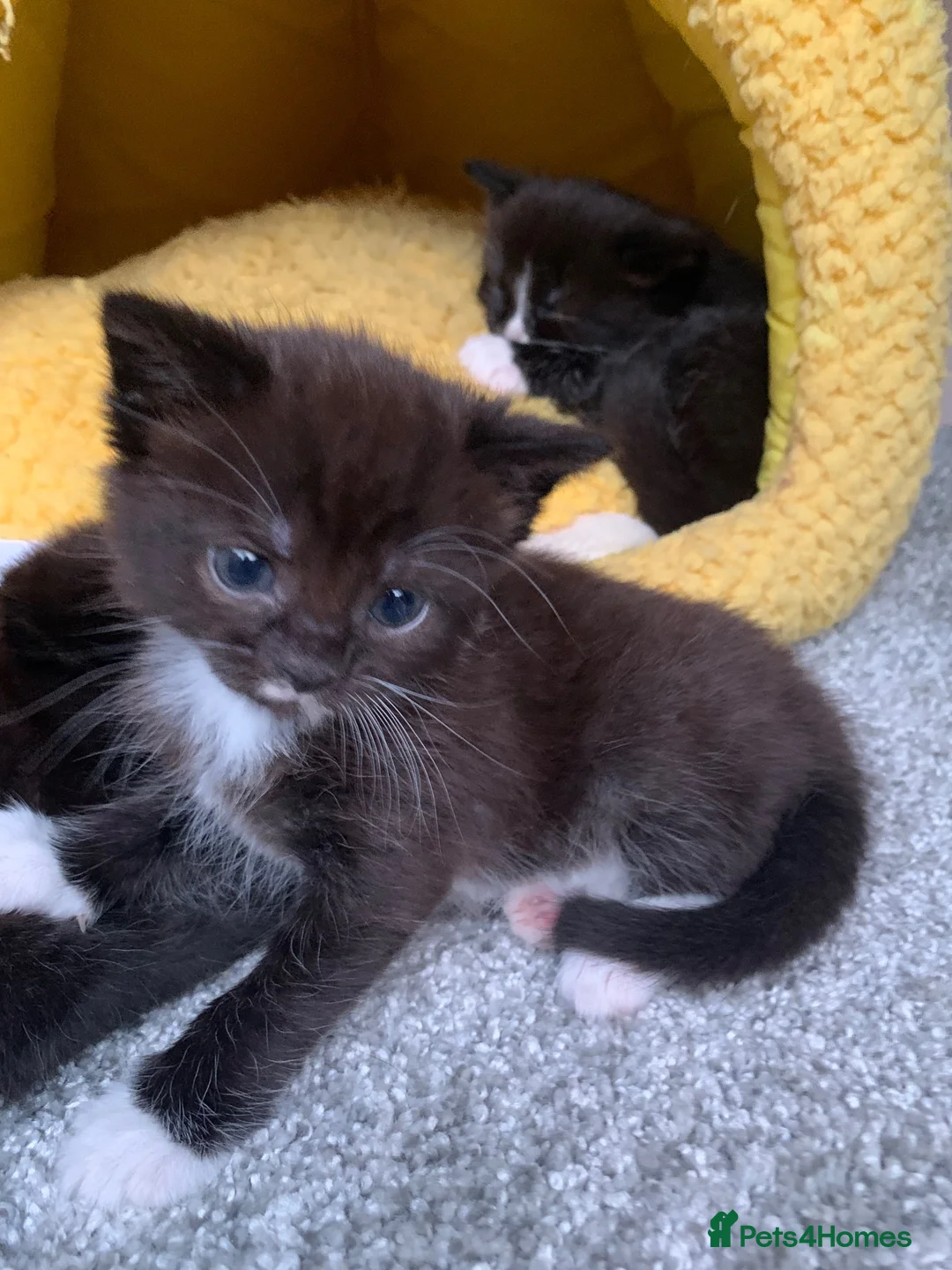 Mixed Breed cats for sale: Mixed cute Persian kittens - Advert 31