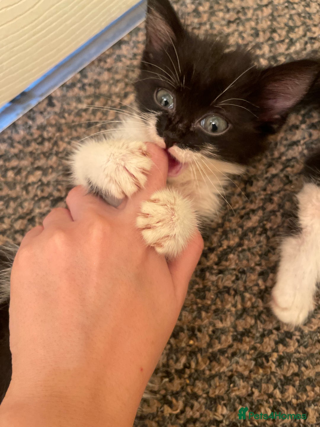 Mixed Breed cats for sale: Two beautiful kittens ready to leave - Image 10