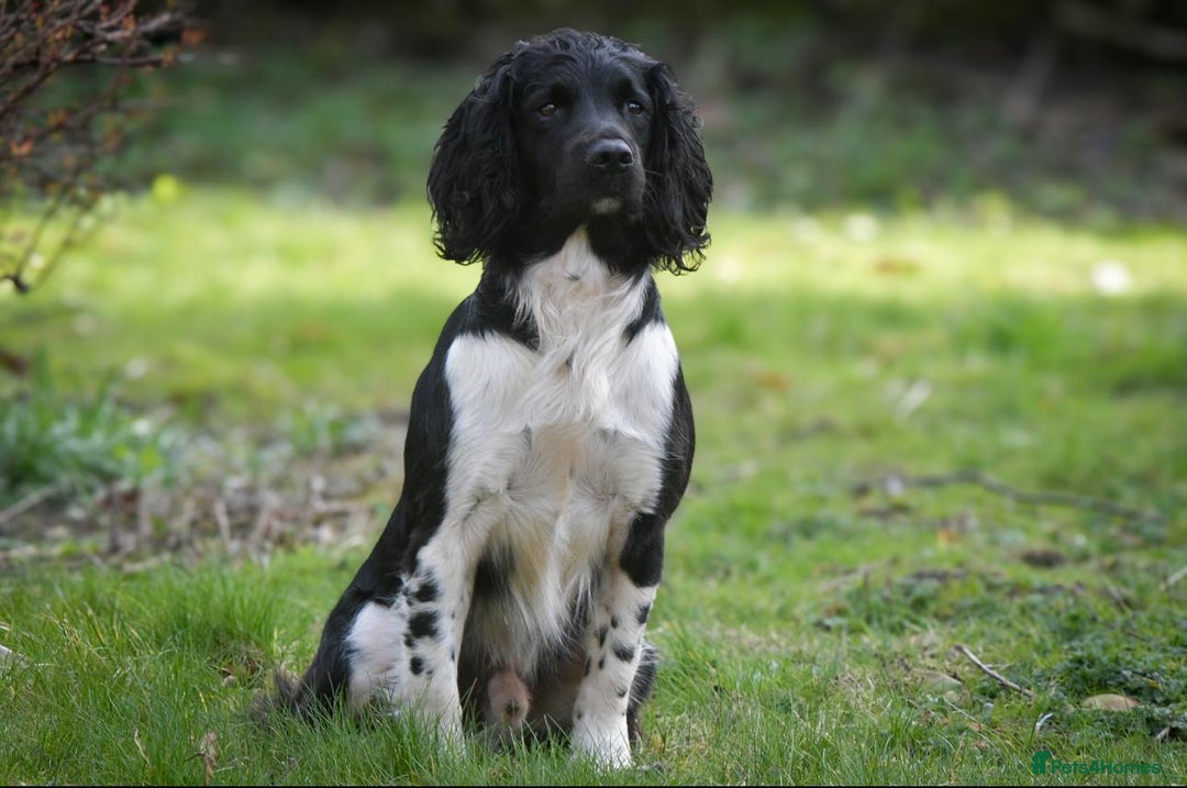 English Springer Spaniel dogs for sale: Springer Spaniel Puppies For Sale! - Image 16