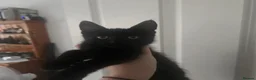 Mixed Breed cats for sale: 4 gorgeous Kittens ( Prices Vary ) - Advert 8