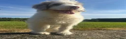 Border Collie dogs for sale: Borderdoodle boys /girls.  - Advert 3