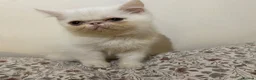 Exotic cats for sale: Exotic Persian  - Advert 7