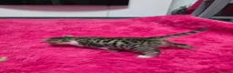 Mixed Breed cats for sale: Beautifull kittens ready to go  - Advert 16