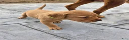 Labrador Retriever dogs for sale: Stunning Chunky KC Registered Red Labrador Puppies - Advert 28