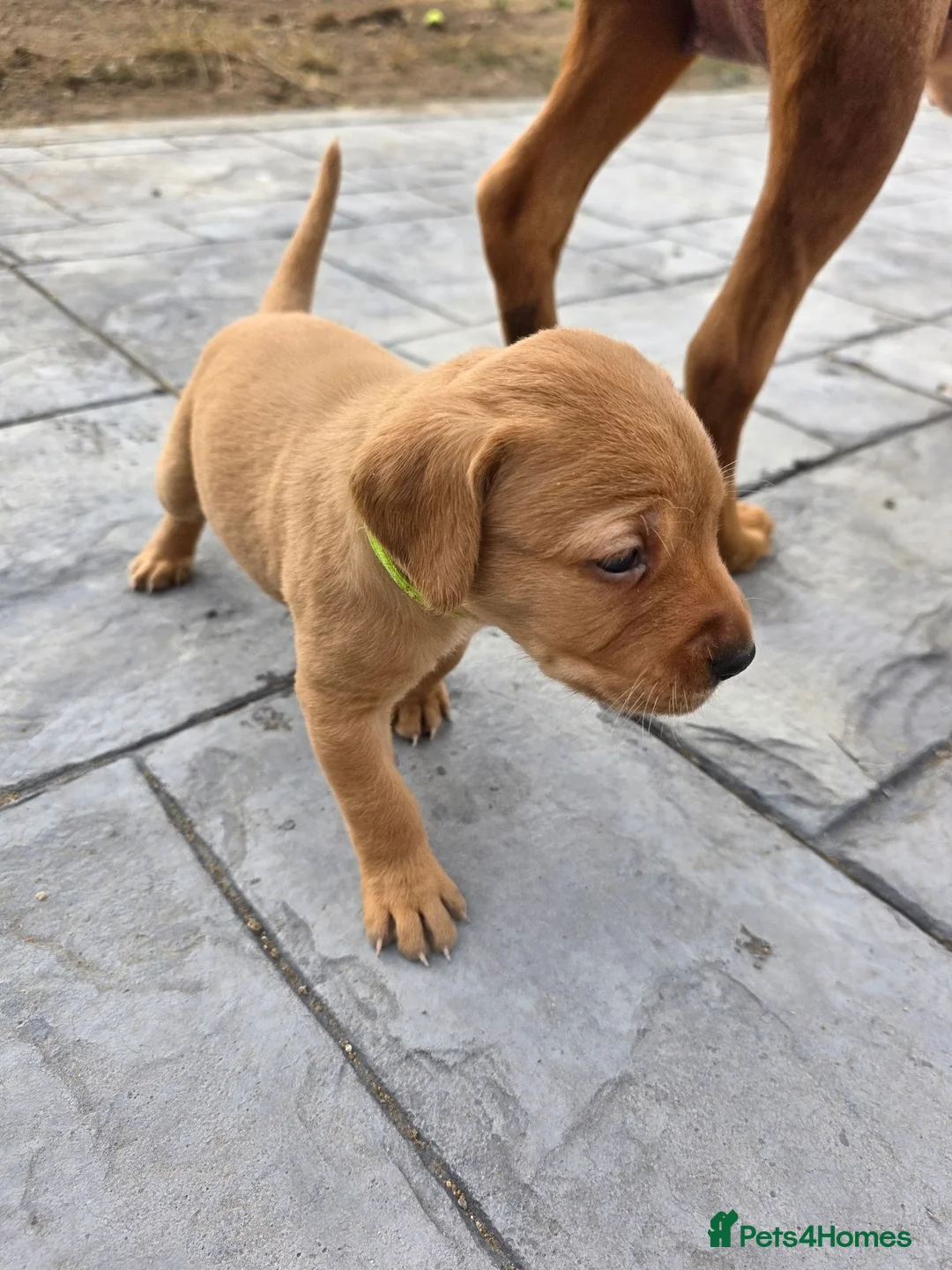 Labrador Retriever dogs for sale: Stunning Chunky KC Registered Red Labrador Puppies - Advert 28
