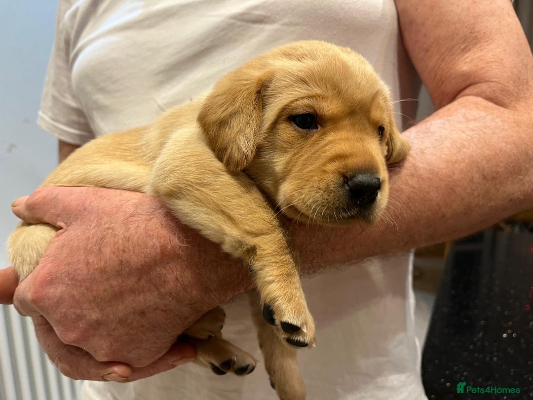 Labrador Retriever dogs for sale: Gorgeous KC reg labrador pups from champion line - Advert 8