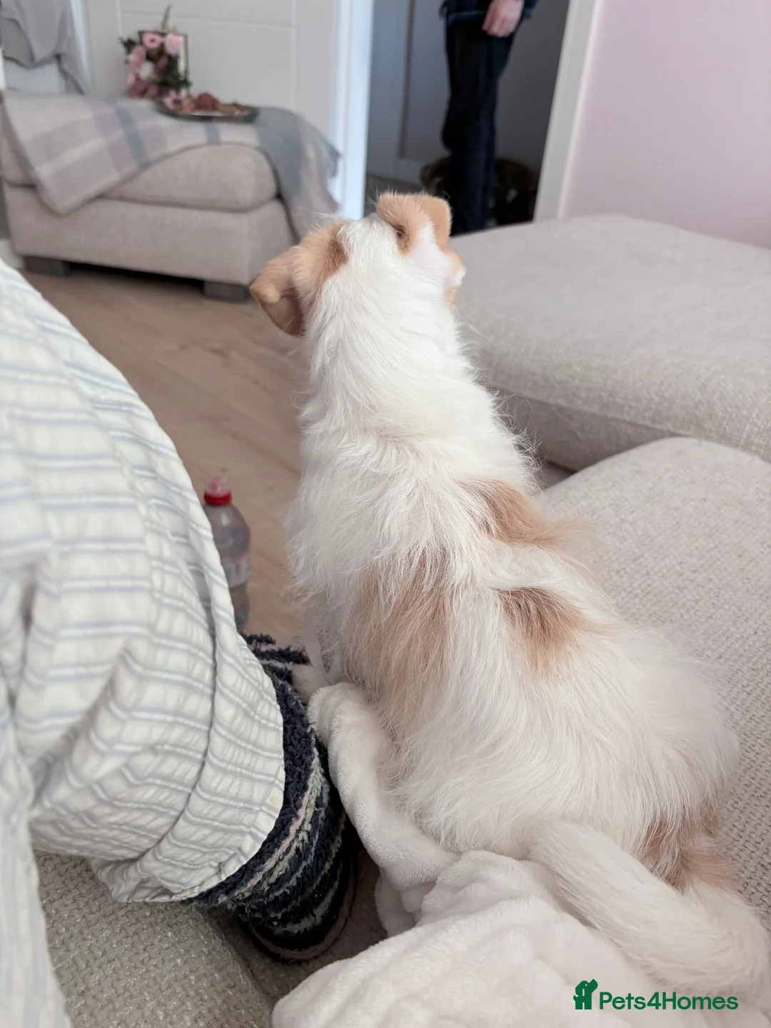 Chipoo dogs for sale: Chipoo female puppy,  - Advert 2