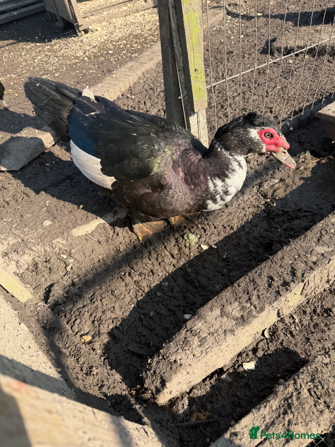 Ducks poultry for sale: Rescue Muscovy ducks  - Advert 1