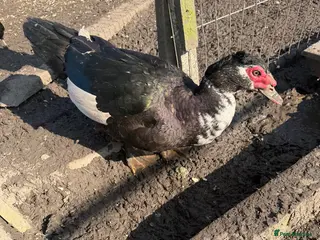 Ducks poultry Rescue Muscovy ducks - Advert 6