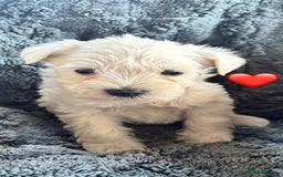 Miniature Schnauzer dogs for sale: Miniature Schnauzer Pups (White & Salt’n’Pepper) - Image 12