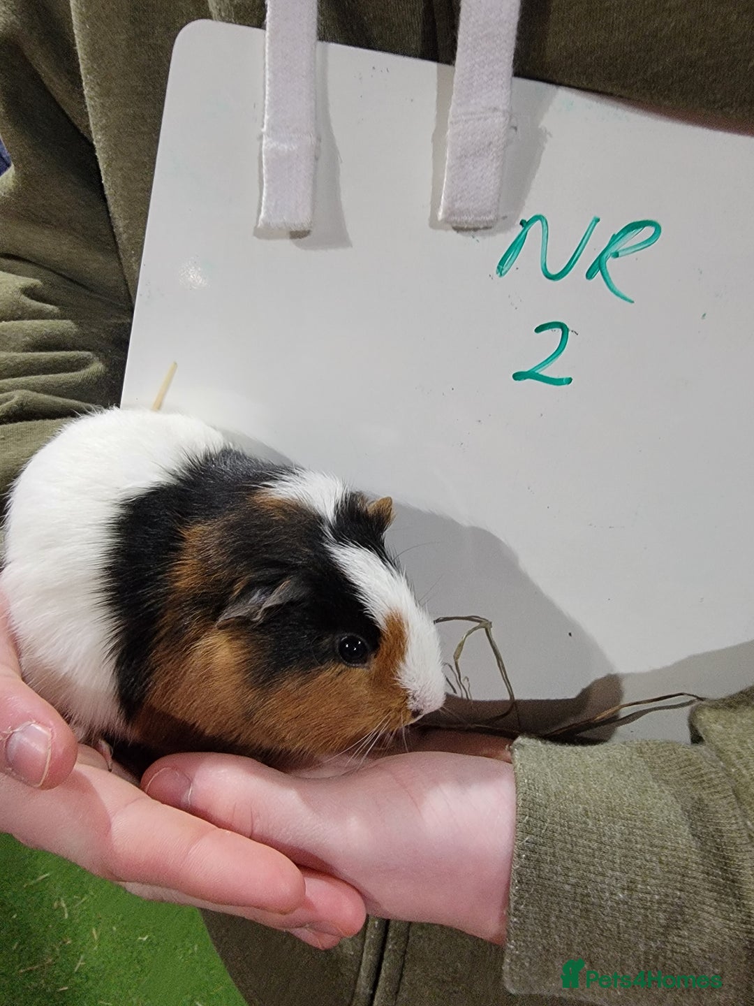 Guinea Pig rodents for sale: Male guinea pigs - Advert 2