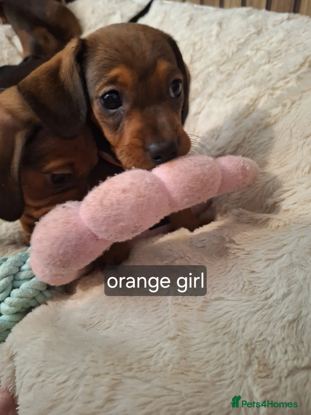 Miniature Dachshund dogs for sale:  miniature smooth coated dachshunds  in Fakenham - Advert 7